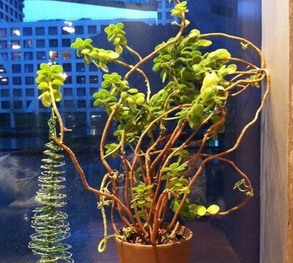 养成|最大的长寿老桩，7年时间，养成盆景！