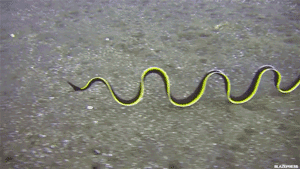  村民|17：30，淄博一村民家中突然发现一条2米长大花蛇...