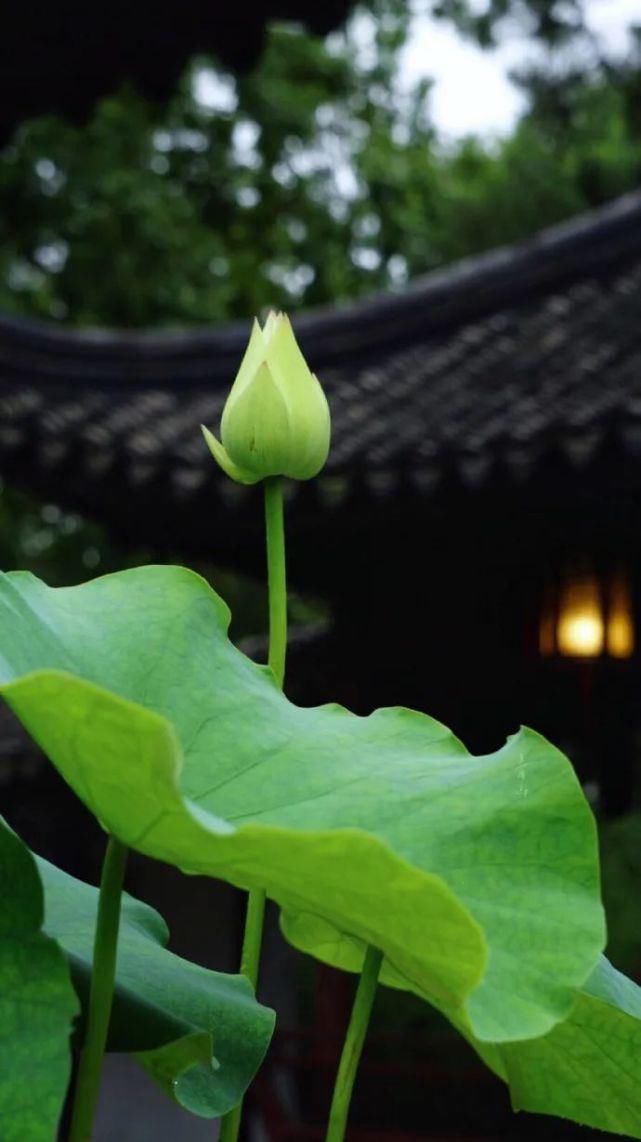 静心|风雅之味,静心解暑