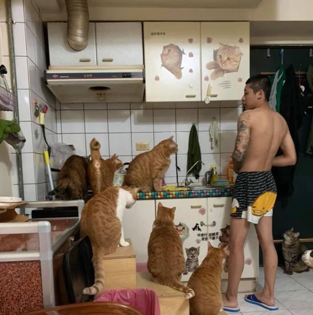到底|小伙无意间动作，被17只猫狗包围，犹如被讨债，到底做了啥？