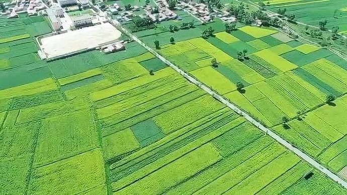  梯田|【视频】快去打卡！西宁绝美梯田花海