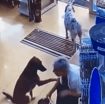 前爪受伤|受伤的狗狗自己跑到药店寻求帮助，在地上翻滚着感谢医生