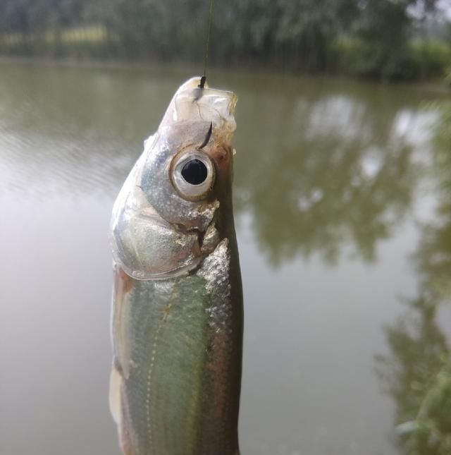  脱钩跑鱼|野钓时连续跑鱼，有哪些原因，浅谈一下个人见解
