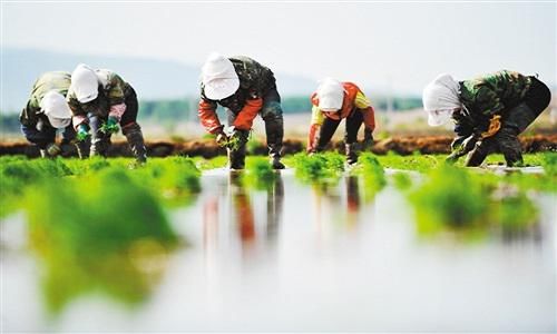  养老|专家建议“农民养老”，交过公粮却待遇却最低？有一点担忧