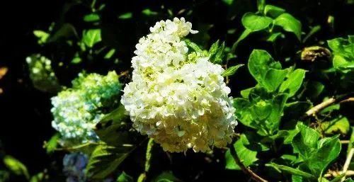  生肖龙|在8月内，桃花猝不及防，旧爱再度回头，余生缠绵甜蜜的四大生肖