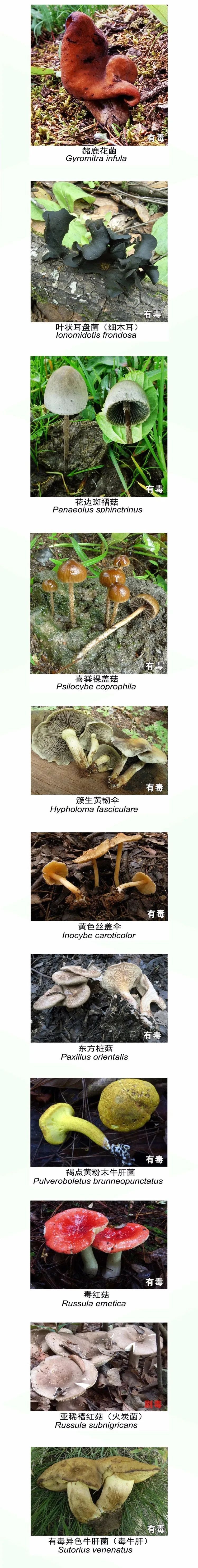  野生|吃货小心！野生菌可不要乱吃哦！