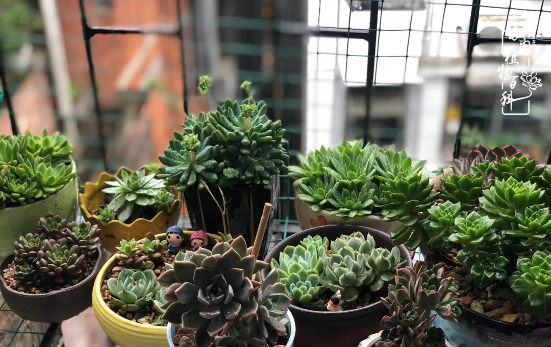  遇上|遇上多肉，遇上美好，情不知所起，一往而深！