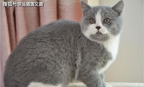 吸水性是不错|【养宠经验】喷浆豆渣能做猫砂吗？湿豆渣可以做猫砂嘛？