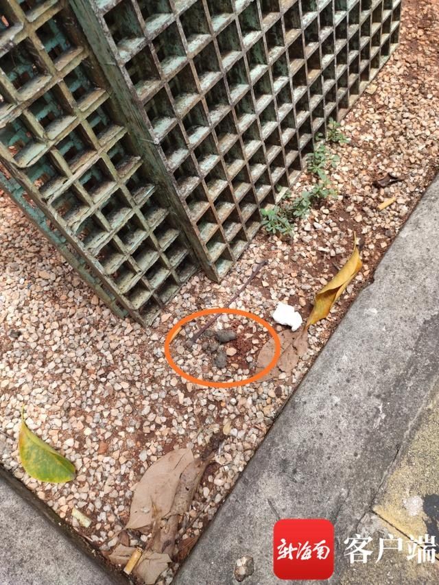  养狗|海口新《养犬条例》明年起施行 引发各界对“汪星人”热点问题进行讨论