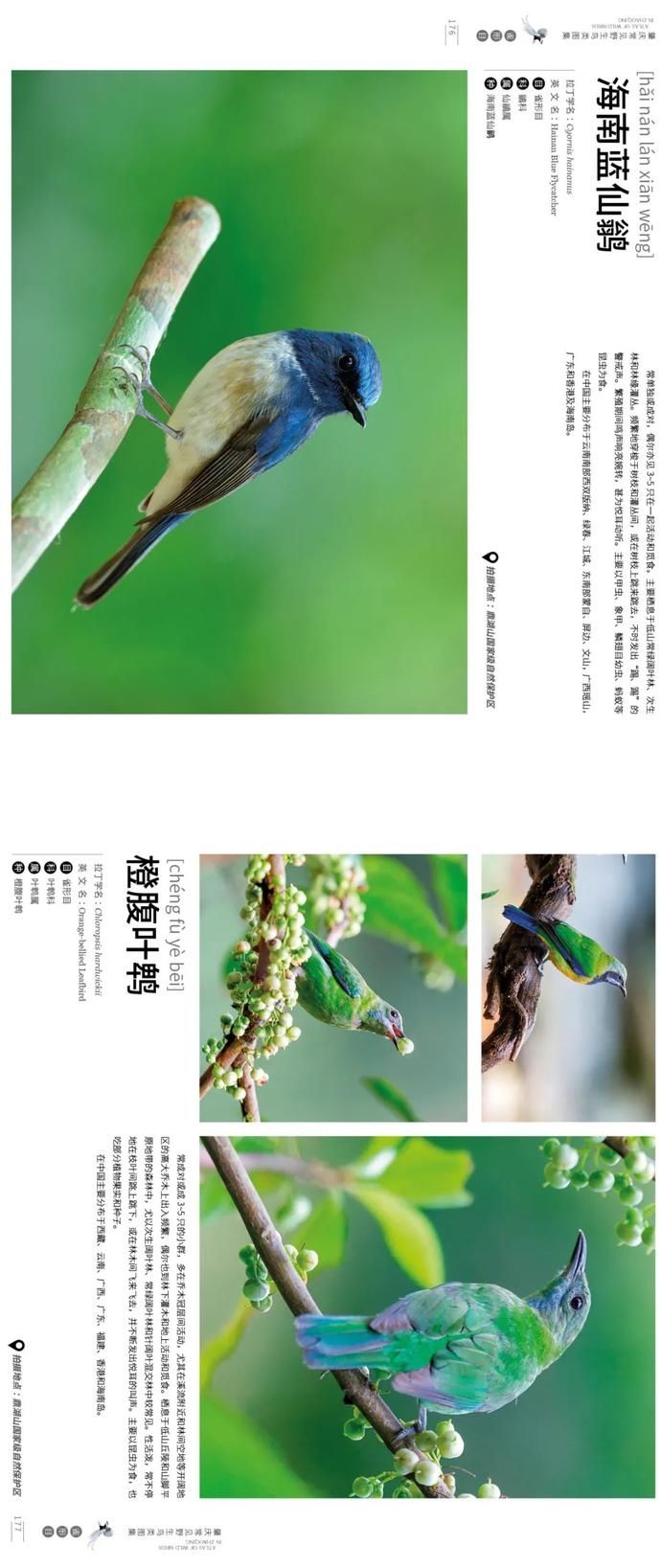 野生鸟类|艺术照曝光!肇庆竟藏有这么多野生“精灵”,很多没见过……