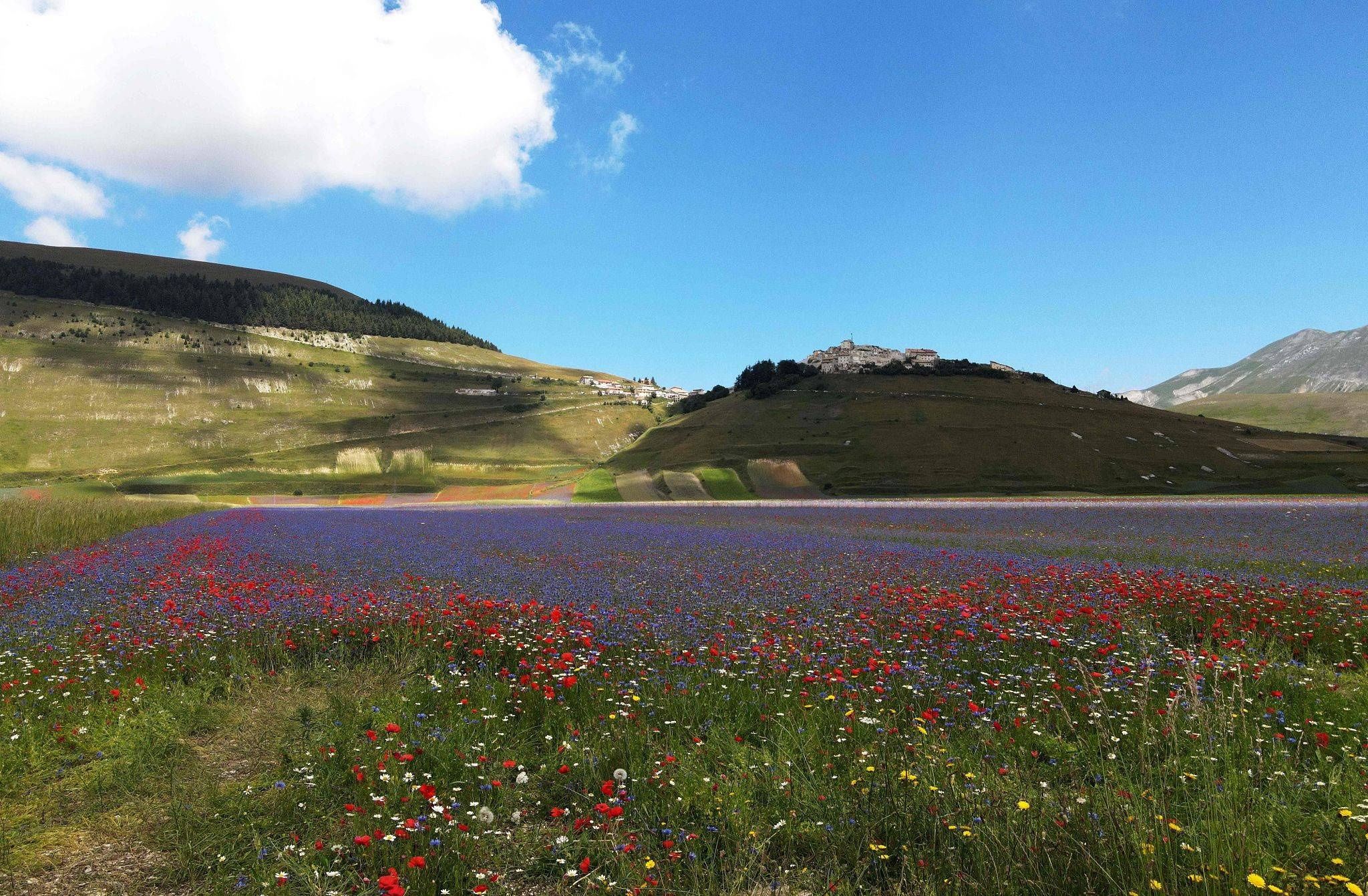  当地时间2020|意大利田间绚丽虞美人盛开 游客流连忘返