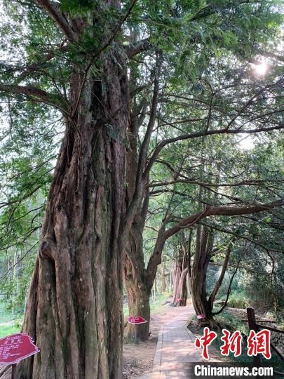  络绎不绝|江西九江小山村“变身记”：换个方法靠山吃“山”