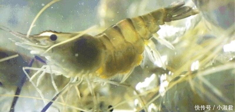 误认|它被误认成“河虾”, 泛滥成灾却没人吃, 网友: 太可惜了!