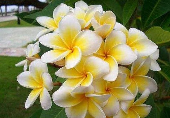  天生|天生心地善良，注定拥有满满的福报的3大生肖女