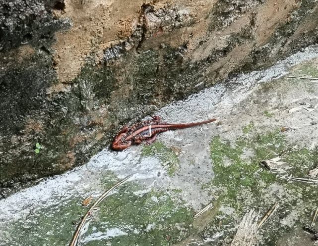 瘰疣|云南女子山中遇红瘰疣螈 属国家重点保护野生动物名录