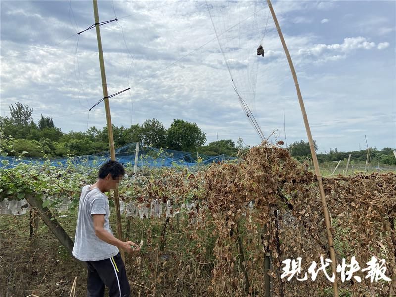 惨遭毒手|小鸟啄食葡萄遭园主报复，30多只惨遭毒手