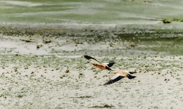 想象|不必远赴澳大利亚就能拥有的粉红湖、空中草原,西藏之西比想象中更惊艳!