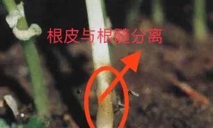  病害|想要温室大棚的秋葵获得高产，2种常见病害的防治是关键