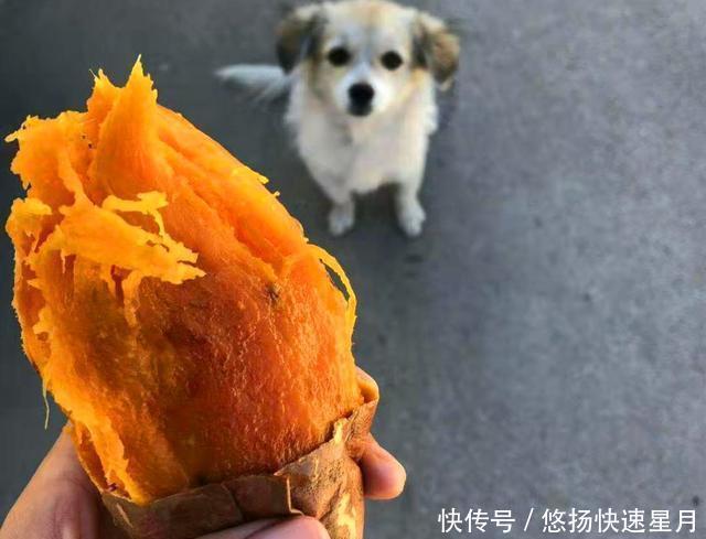 红心|同是红薯,“红心”和“黄心”的有啥区别,老农民别再瞎买了