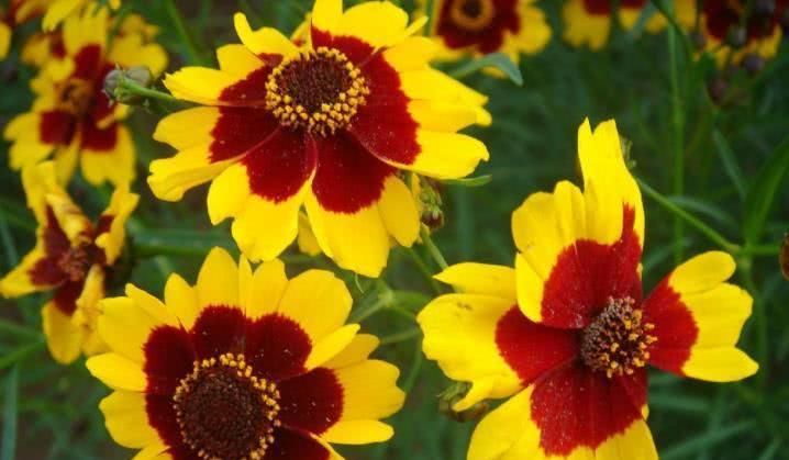  青云直上|8月开始与钱有缘，事业青云直上，摇身变富人的四大生肖