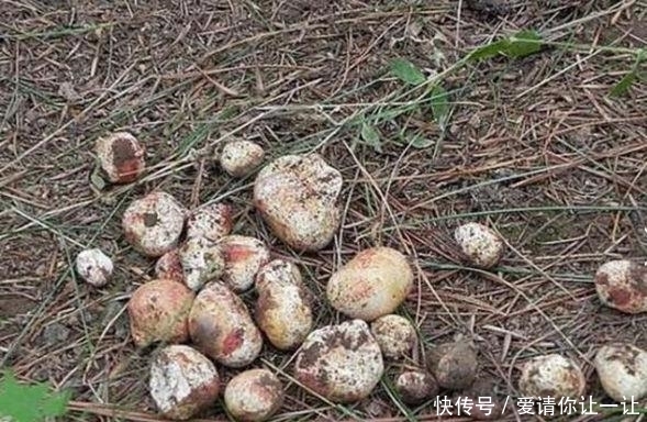 松针草堆|大爷在草堆里发现一堆“白色石头”,仔细辨认后,笑得合不拢嘴