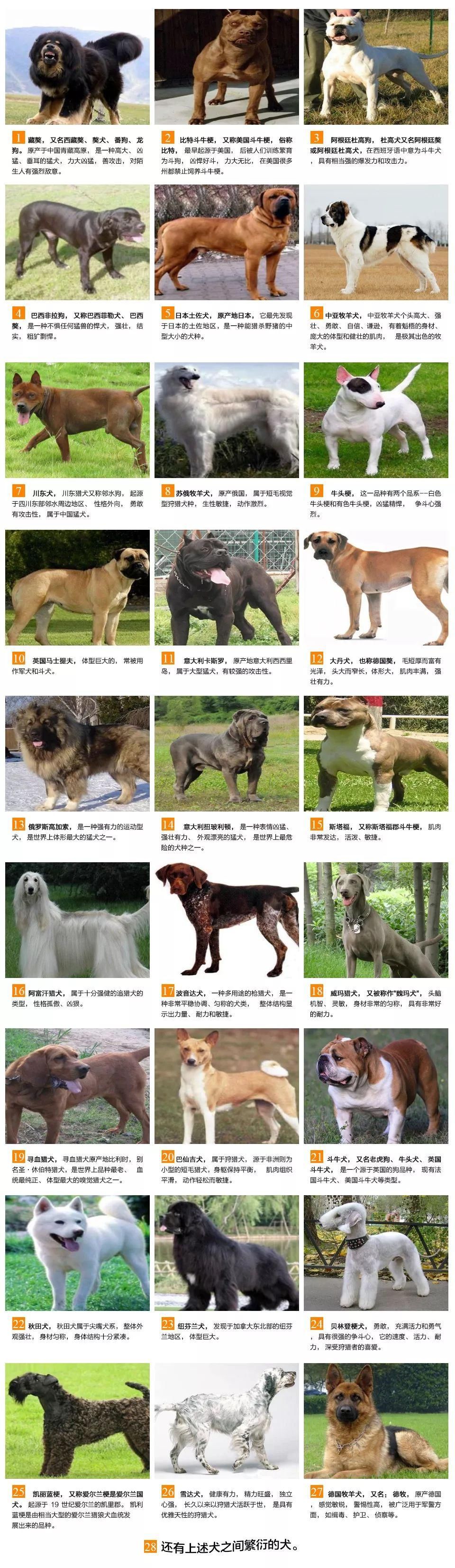  围追堵截|恶犬伤人！德清警方围追堵截，将其就地击毙