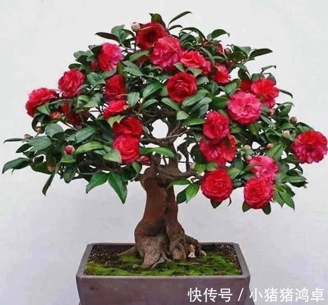 保平安|聪明人爱养这八种“守家树”,护宅吉祥保平安,养好了都是传家宝