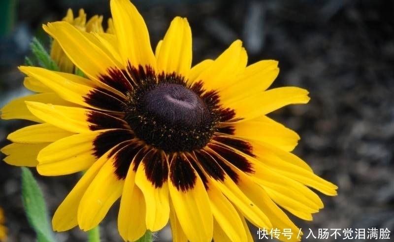 追求|近段时间内,缘分和桃花潜力足,收获爱情余生不辜负的四大生肖!