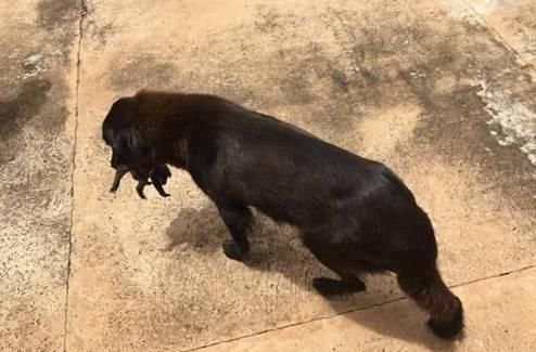  泪目|流浪狗在废弃物中狂翻，路人好奇凑上前观看，看到叼出物泪目了