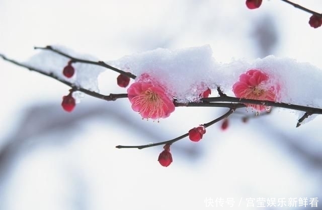  想象|我永远活不成你想象的模样，就像雪后夜空中的冷月，汪汪地凝思