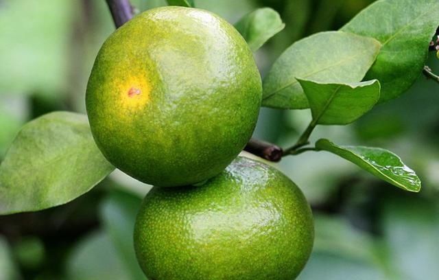 绿皮橘子|秋天到了,买橘子记得挑母的,大妈教我4招小技巧,一挑一个准