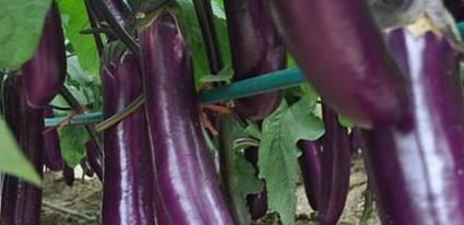  脾胃|洋葱和茄子能放在一起吃吗？吃了之后，会有什么后果呢？