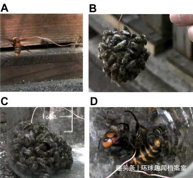 蜜蜂巢穴|1小时就能消灭6万只蜜蜂,却被蜜蜂用物理学反制,它有多惨
