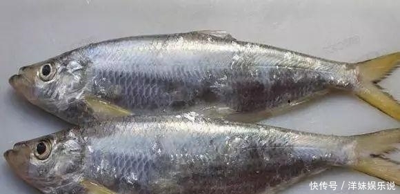 海鲜|海鲜大全, 你能认出多少