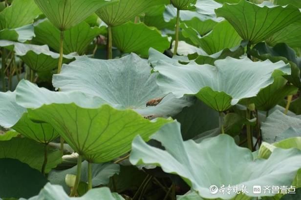 秋风|翠绿圆叶沐秋风，轻盈家雀跃荷萍