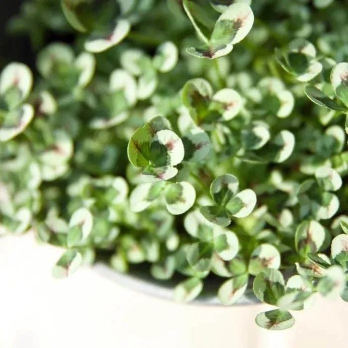 变异|这花被人工培育了，叶子变异后，可以这么美！