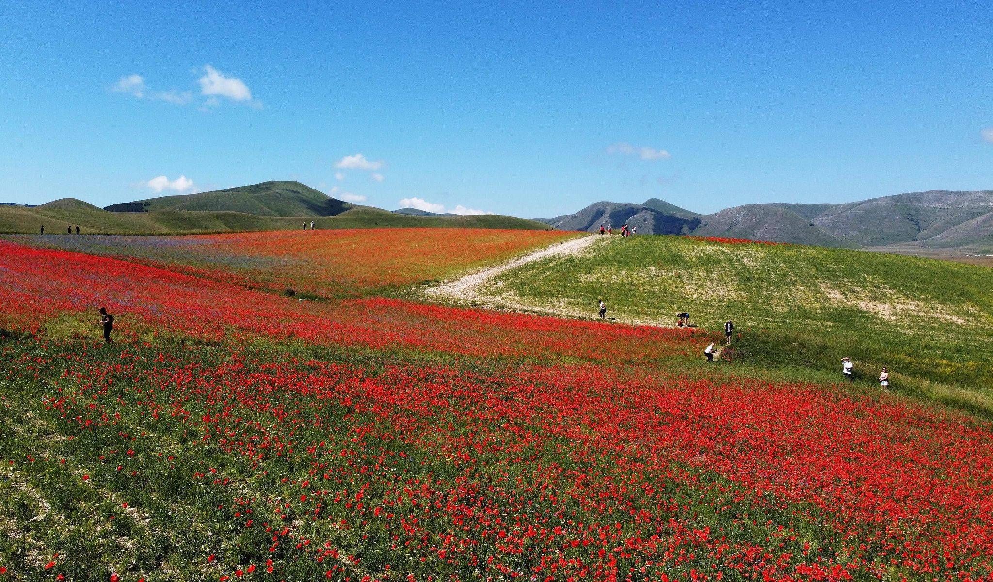  当地时间2020|意大利田间绚丽虞美人盛开 游客流连忘返