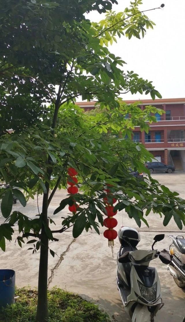  种子|了解发财树那脆弱的根，发现它很容易烂根，但我有解决方法