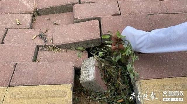  齐鲁晚报|泰安：人行道出现窟窿洞，路面塌陷存在安全隐患