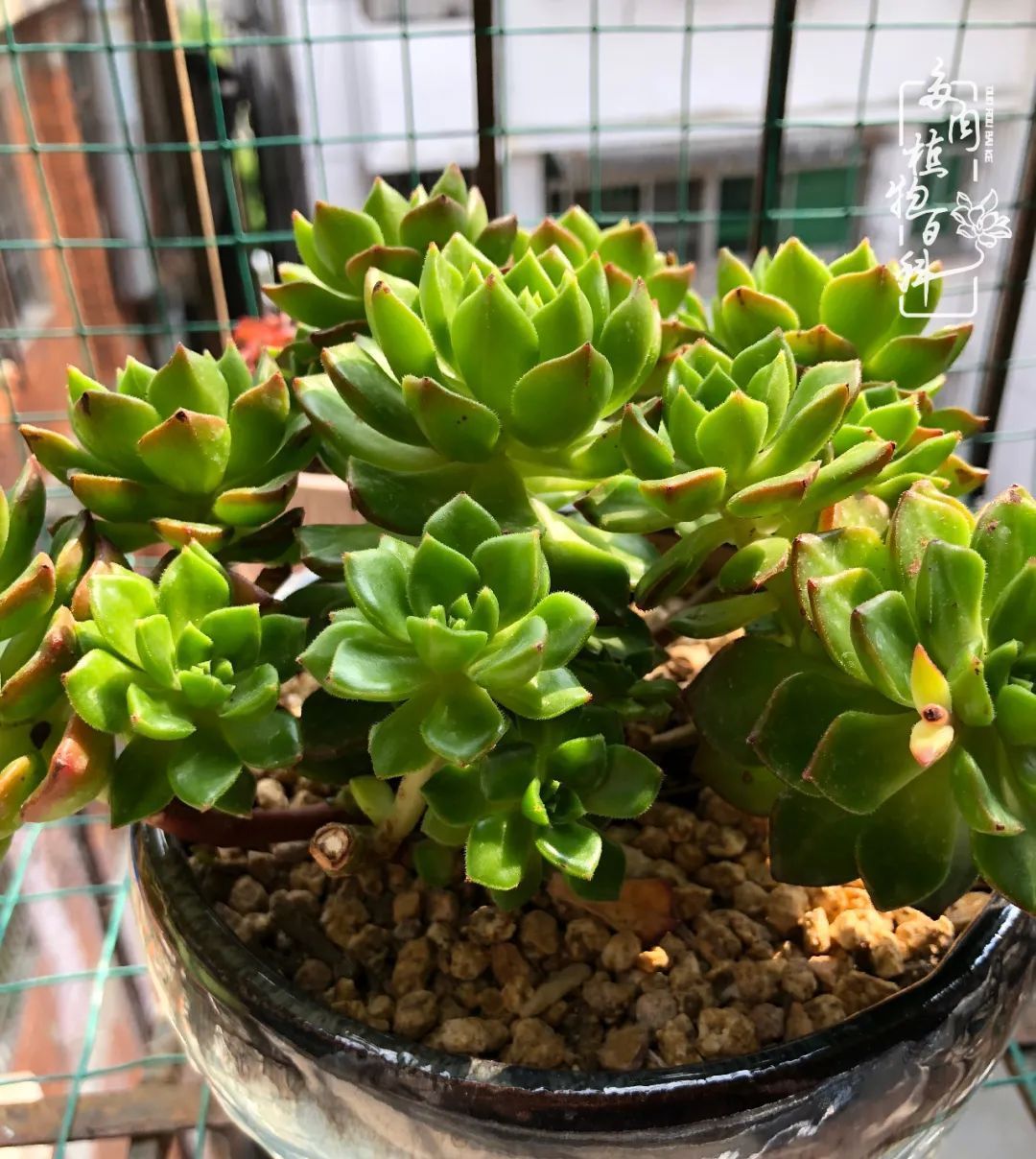  遇上|遇上多肉，遇上美好，情不知所起，一往而深！