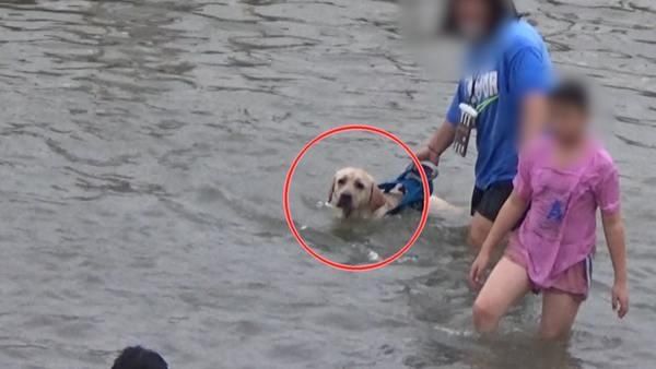 池塘|郑州一人造瀑布秒变“澡堂”更有甚者直接在“水中遛狗”