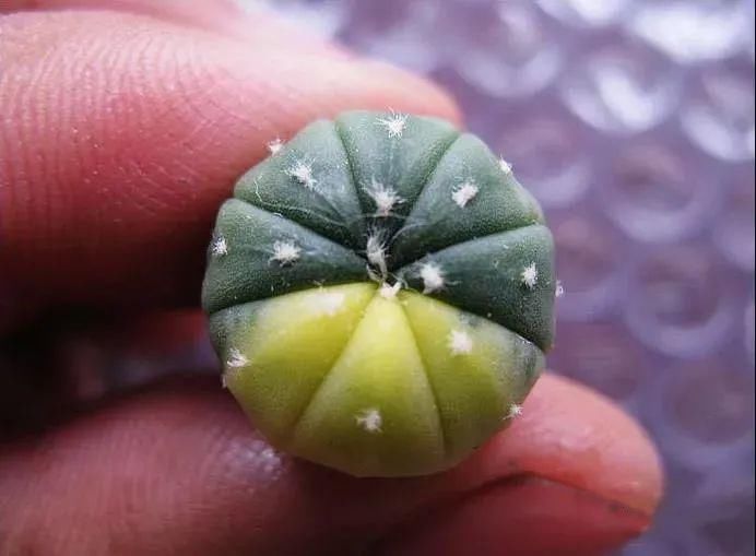  人养|每个人养肉人都应该学会鉴赏“兜”