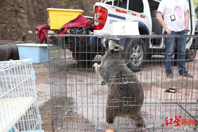  抓获|四川泸州警方破获跨省野生动物买卖案，解救水獭猕猴等多只国家保护动物