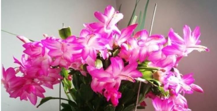  适合|最适合新手养的4种花，沾土就能活，颜值高寓意好，过年开的最旺