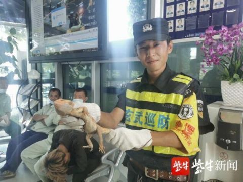 厘米|40厘米长蜥蜴闯入小区 民警徒手擒获送走