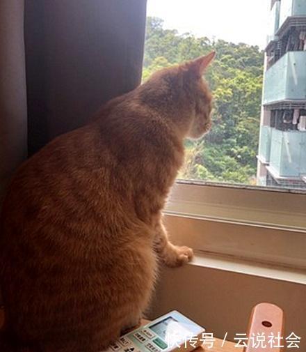 橘猫|这真的是橘猫吗?不仅爱看篮球赛,还背起球袋想和主人出门打球去