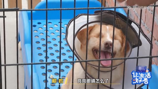  动物|郑爽关爱流浪动物，却将自家宠物送寄养中心，柳岩挽救了她的人设