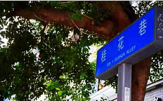  巷里|桂花巷里砍光桂花，这得和满街居民多大仇恨？