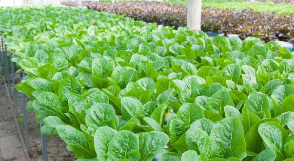  蔬菜|露地蔬菜生产的田间管理技术，你了解多少，不妨看看