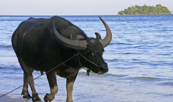  月底|再熬三天，属牛人一辈子最大的贵人来找你了，7月底变“金”牛！